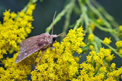 Close-up of butterfly on flower