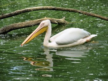 Pelican swimming in lake