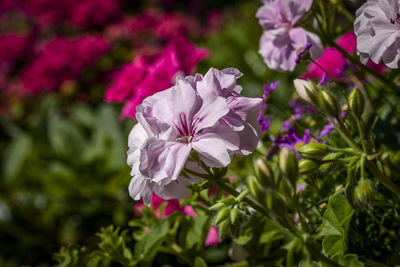 Close-up of pink flowering plant