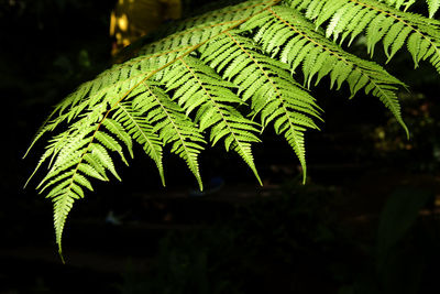 Close-up of fern leaves