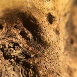 Full frame shot of tree trunk