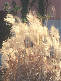 Close-up of flowering plants on field during sunny day