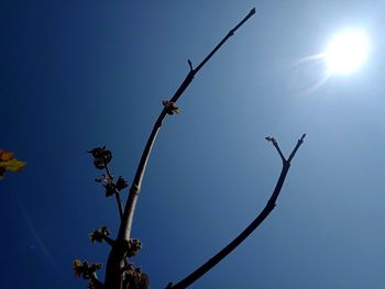 Low angle view of tree against blue sky