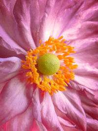 Extreme close up of pink flower