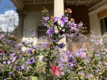 Close-up of purple flowering plants against building