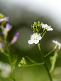 Close-up of white flowers