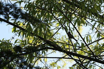 Low angle view of tree against sky