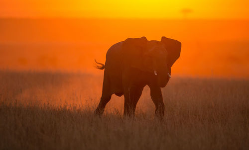 The african bush elephant