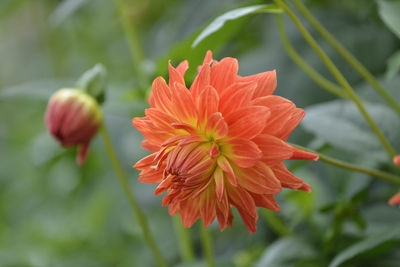 Close-up of red flower