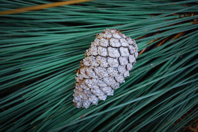 Close-up of pine cones