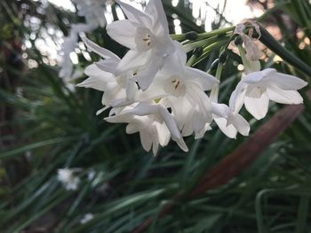 Close-up of white flowers blooming outdoors