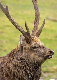 Close-up of deer