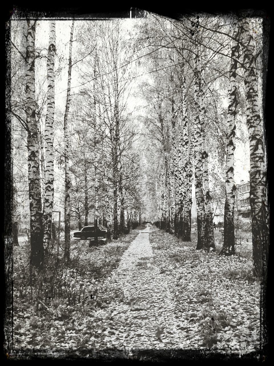 transfer print, auto post production filter, tree, the way forward, diminishing perspective, tranquility, nature, bare tree, tranquil scene, growth, vanishing point, tree trunk, branch, beauty in nature, road, footpath, outdoors, day, no people, treelined