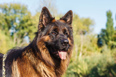 Close-up of a dog looking away