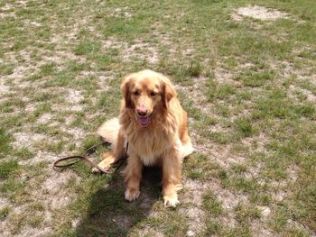 Dog standing on grass