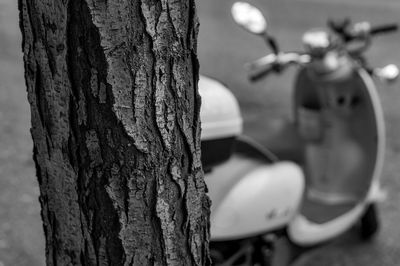 Close-up of tree trunk