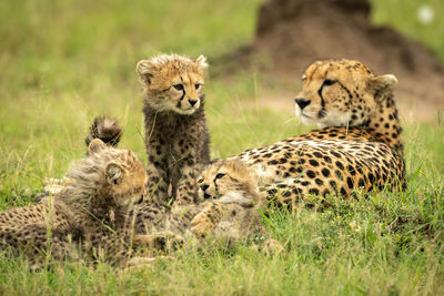 Cheetah lies on grass by three cubs