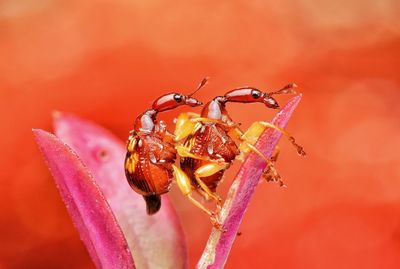 Close-up of insect pollinating on flower