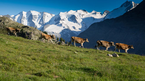 Cows walking on hill against snowcapped mountain