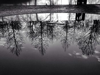 Reflection of trees in water