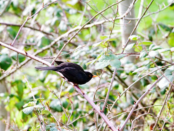 Bird perching on a branch