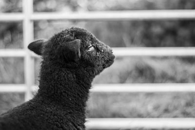 Side view of lamb looking away at farm