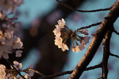 Close-up of cherry blossoms in spring