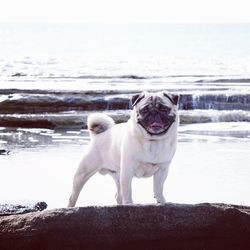 Dog standing on beach against sky during winter