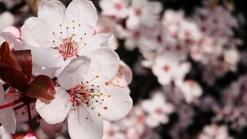 Close-up of flower blooming outdoors