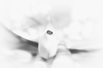 Close-up of ladybug on flower