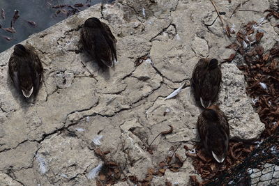 High angle view of bird on rock