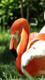 Close-up of a bird