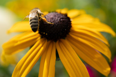 Close-up of insect on yellow flower