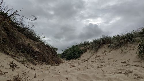 Panoramic view of trees on beach against sky