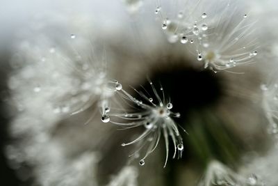 Close-up of flowers