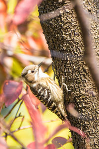 Bird and autumn leaves.