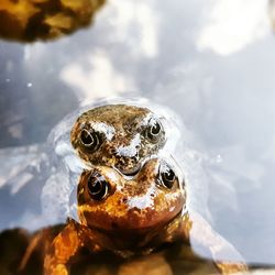 Close-up portrait of frogs swimming in water