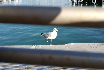 Seagull perching at harbor seen through railing