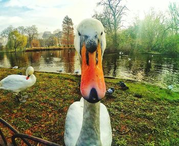 Swan swimming on lake