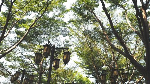 Low angle view of trees