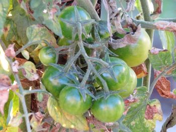 Close-up of fruits growing on plant