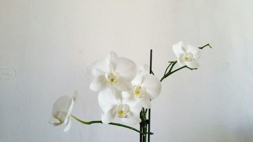 Close-up of white flowers