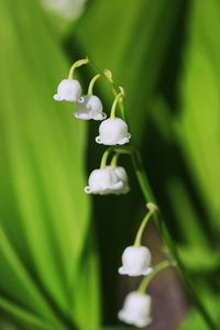 Close-up of white flowering plant