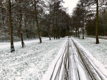 Snow covered land amidst trees in forest during winter