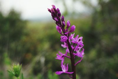 Close-up of purple flowers against blurred background