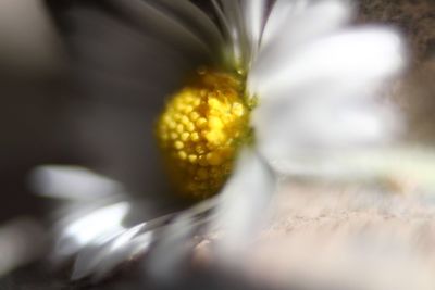 Close-up of yellow flower