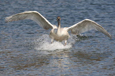 Swan swimming in water