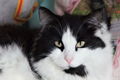 Close-up portrait of a cat