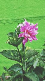 Close-up of pink flowers