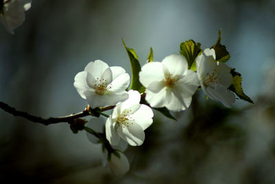 Close-up of white flowers on branch